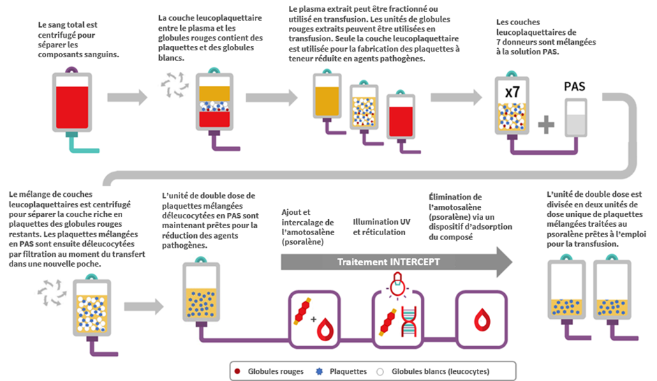 Infographie illustrant le processus de fabrication des plaquettes mélangées traitées au psoralène (PMTP) à la Société canadienne du sang. Le contenu des poches de sang aux différentes étapes, de la collecte du sang total à l’étape finale de fabrication, est illustré. Ces différentes étapes sont représentées par des flèches reliant le texte et les illustrations. Le texte présent dans l’infographie est le suivant : « Le sang total est centrifugé pour séparer les composants sanguins. La couche leucoplaquettaire entre le plasma et les globules rouges contient des plaquettes et des globules blancs. Le plasma extrait peut être fractionné ou utilisé en transfusion. Les unités de globules rouges extraits peuvent être utilisées en transfusion. Seule la couche leucoplaquettaire est utilisée pour la fabrication des plaquettes à teneur réduite en agents pathogènes. Les couches leucoplaquettaires de 7 donneurs sont mélangées à la solution PAS. Le mélange de couches leucoplaquettaires est centrifugé pour séparer la couche riche en plaquettes des globules rouges restants. Les plaquettes mélangées en PAS sont ensuite déleucocytées par filtration au moment du transfert dans une nouvelle poche. L’unité de double dose de plaquettes mélangées déleucocytées en PAS est maintenant prête pour la réduction des agents pathogènes. Traitement INTERCEPT : ajout et intercalage de l’amotosalène (psoralène); illumination UV et réticulation; élimination de l’amotosalène (psoralène) via un dispositif d’adsorption du composé. L’unité de double dose est divisée en deux unités de dose unique de plaquettes mélangées traitées au psoralène prêtes à l’emploi pour la transfusion. »