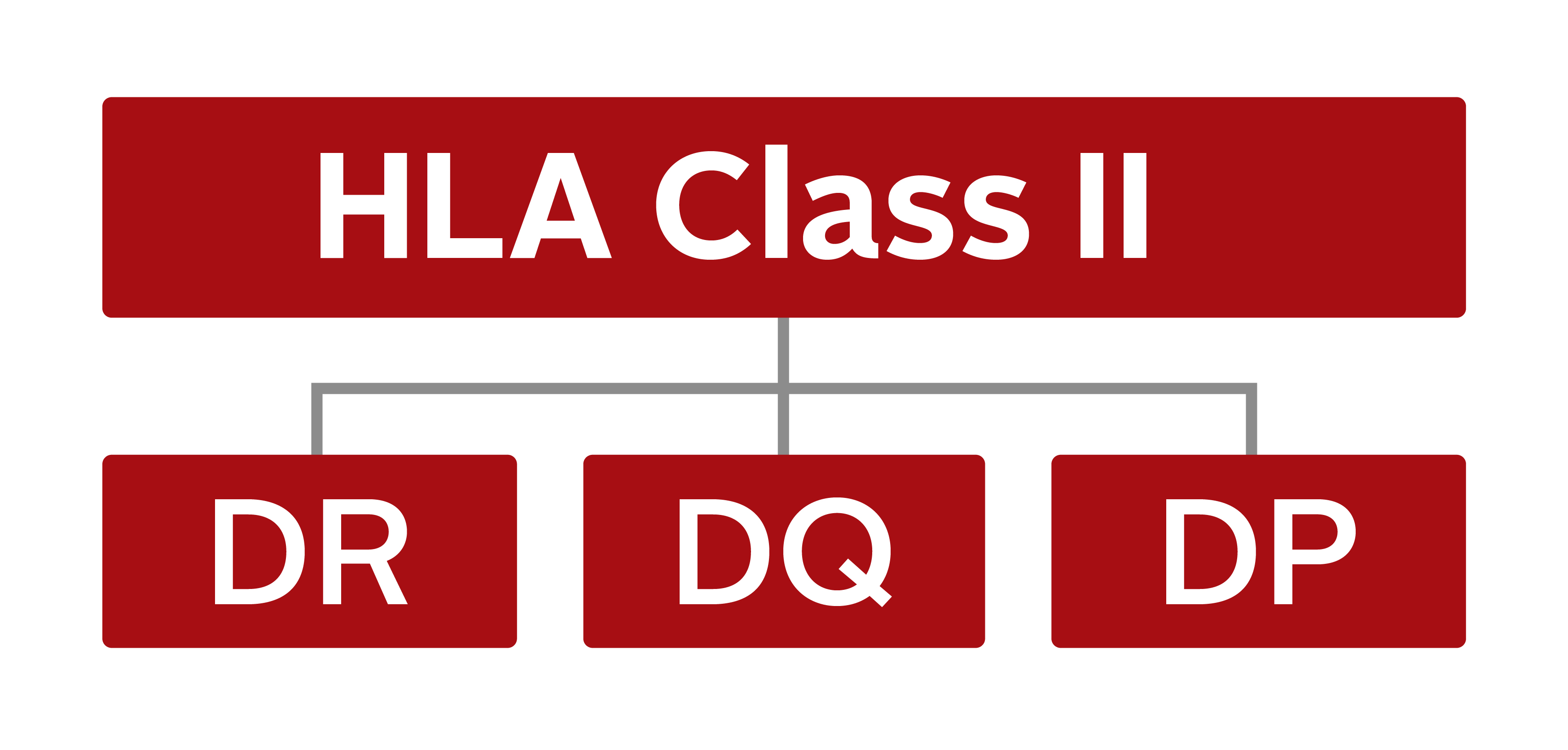 HLA Class II