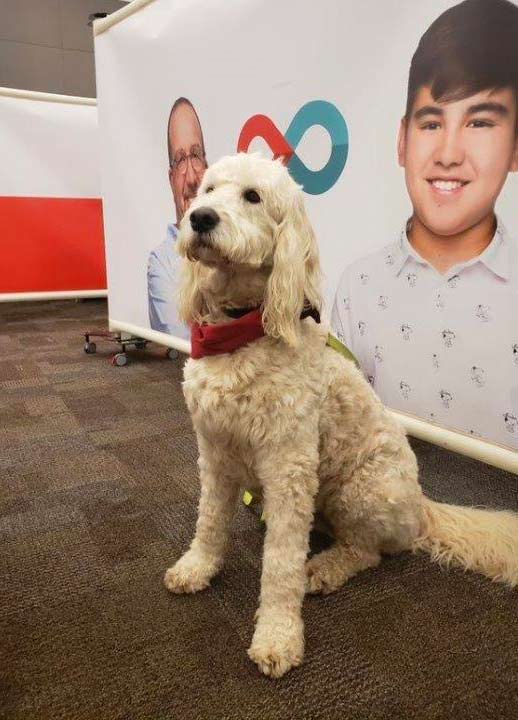 Therapy dog sitting