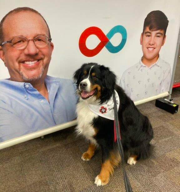A Bernese Mountain therapy dog at a blood donor clinic