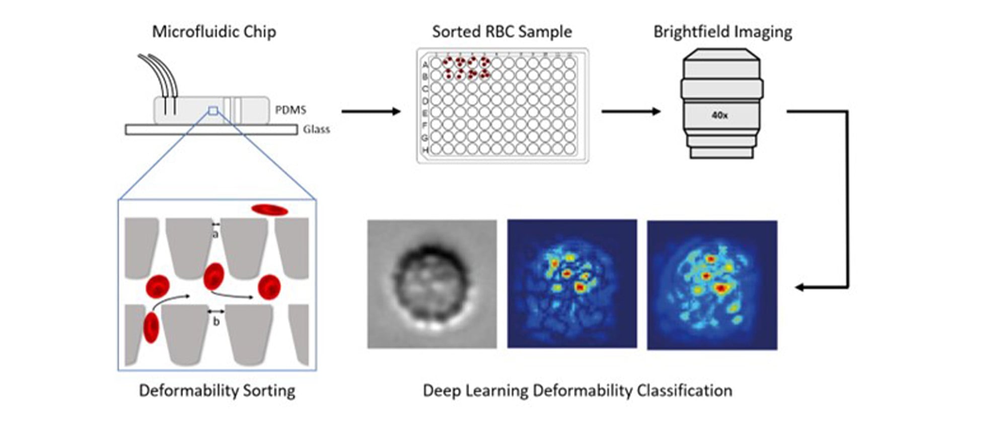 graphic deformability