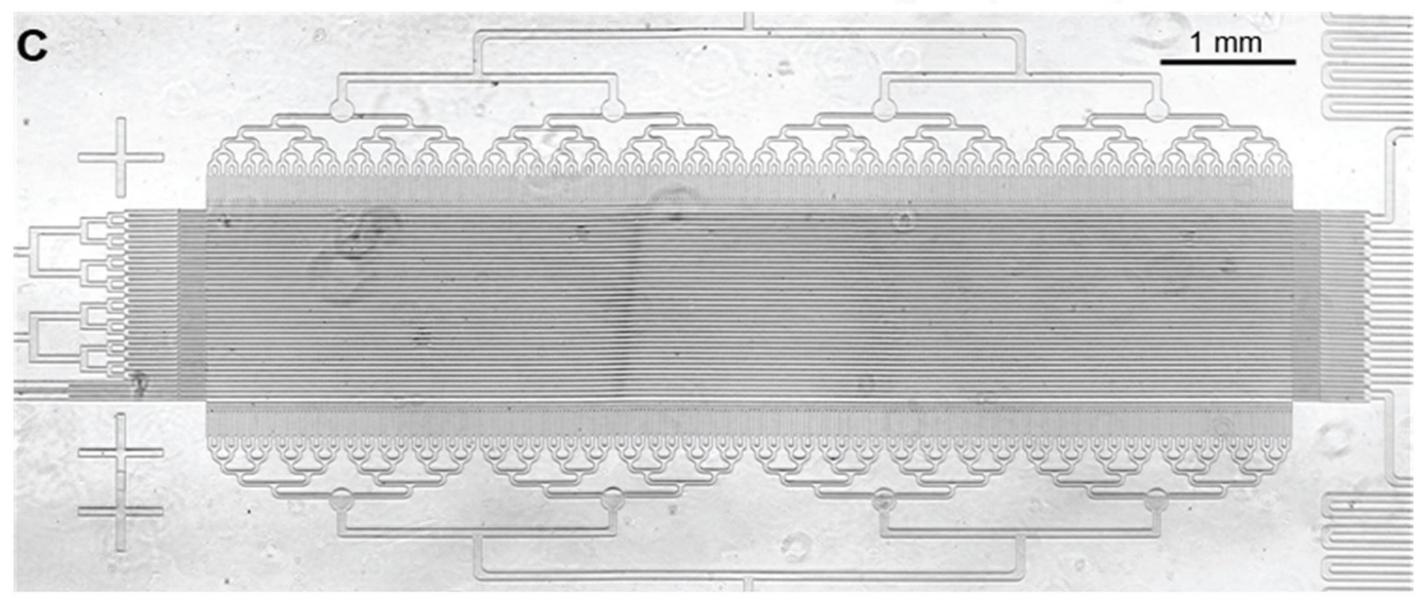 Microfluidic ratchet device