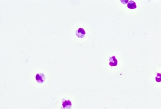 Hematological staining of cells in a monocyte monolayer assay performed using optimal conditions. Hematological staining of cells in a monocyte monolayer assay performed using optimal conditions.