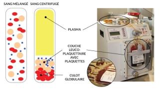 A diagram representing blood samples
