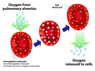 Hemoglobin, via 123rf, designua Hemoglobin, via 123rf, designua