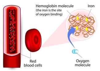 Hemoglobin and Iron Hemoglobin and Iron