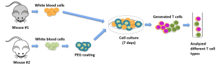 Graphic image of 2 mices comparing the number of different T cells generated and the process for Analyzed different T cell types