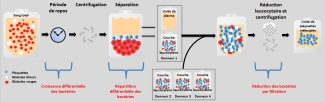 Comportement des bactéries lors de fabrication de plaquettes avec la méthode de la couche leucocytaire (simplifié) Comportement des bactéries lors de fabrication de plaquettes avec la méthode de la couche leucocytaire (simplifié)