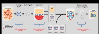 bacterial behaviour during buffy coat platelet production