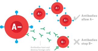 Blood Types and Antigens Blood Types and Antigens
