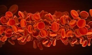 Image of red blood cells up close