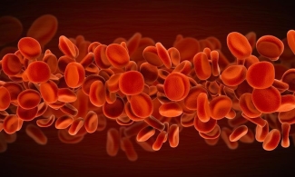 blood on the move Image of red blood cells up close