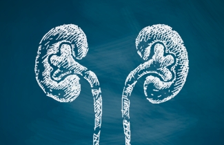 Kidney graphic Poster of graphic kidney