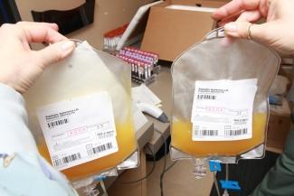 platelets collected through apheresis 