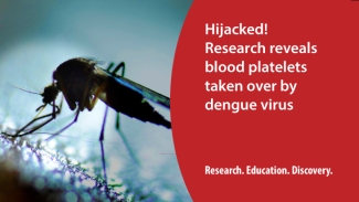 dengue virus title card