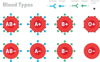 ABO rh Blood Types