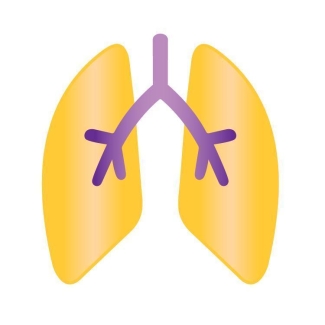 lungs