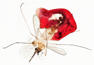 https://theconversation.com/blood-groups-beyond-a-b-and-o-what-are-they-and-do-they-matter-75063 From mosaic science https://theconversation.com/blood-groups-beyond-a-b-and-o-what-are-they-and-do-they-matter-75063