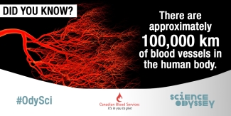 Science Odyssey 2016 - blood vessels Science Odyssey 2016 - blood vessels