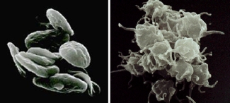 Resting platelets (left); inactivated platelets (right). Resting platelets (left); inactivated platelets (right).