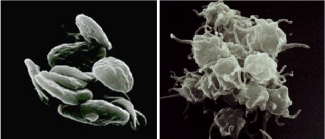 Resting platelets (left) and activated platelets (right) Resting platelets (left) and activated platelets (right)