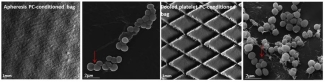 Bacterial attachment was confirmed in both bag types coated with PCs. Red arrows point at a single S. epidermidis bacterium. Bacterial attachment was confirmed in both bag types coated with PCs. Red arrows point at a single S. epidermidis bacterium.