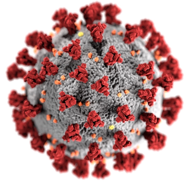 An illustration of the SARS-CoV-2 virus, which is responsible for COVID-19 infections